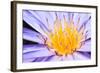 Lotus-thongchaipeun-Framed Photographic Print