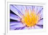 Lotus-thongchaipeun-Framed Photographic Print