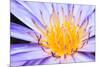 Lotus-thongchaipeun-Mounted Photographic Print