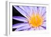 Lotus-thongchaipeun-Framed Photographic Print