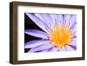 Lotus-thongchaipeun-Framed Photographic Print