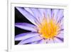 Lotus-thongchaipeun-Framed Photographic Print