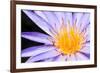 Lotus-thongchaipeun-Framed Photographic Print
