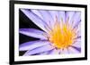 Lotus-thongchaipeun-Framed Photographic Print