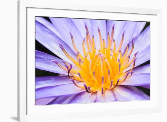 Lotus-thongchaipeun-Framed Photographic Print