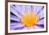 Lotus-thongchaipeun-Framed Photographic Print