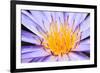 Lotus-thongchaipeun-Framed Photographic Print