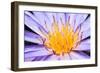 Lotus-thongchaipeun-Framed Photographic Print