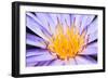 Lotus-thongchaipeun-Framed Photographic Print