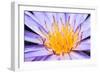 Lotus-thongchaipeun-Framed Photographic Print