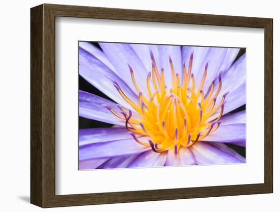 Lotus-thongchaipeun-Framed Photographic Print