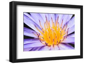 Lotus-thongchaipeun-Framed Photographic Print