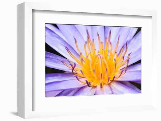 Lotus-thongchaipeun-Framed Photographic Print