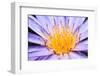 Lotus-thongchaipeun-Framed Photographic Print