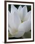 Lotus-Jim Christensen-Framed Photographic Print