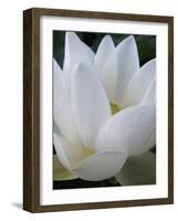 Lotus-Jim Christensen-Framed Photographic Print