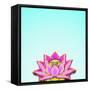 Lotus-Matt Crump-Framed Stretched Canvas