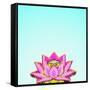 Lotus-Matt Crump-Framed Stretched Canvas
