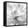 Lotus-Kimberly Allen-Framed Stretched Canvas
