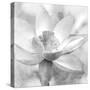 Lotus-Kimberly Allen-Stretched Canvas