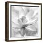 Lotus-Kimberly Allen-Framed Art Print