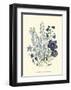 Loudon Florals IV-Jane W^ Loudon-Framed Art Print