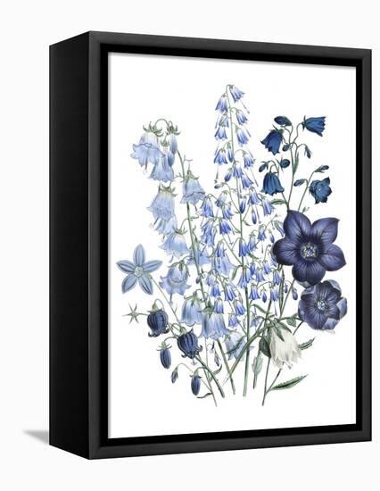 Loudon Florals IV-Jane W. Loudon-Framed Stretched Canvas