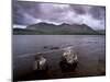 Lough Inagh and Bencorr, 710 M, Connemara, County Galway, Connacht, Republic of Ireland, Europe-Patrick Dieudonne-Mounted Photographic Print