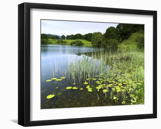 Loughrigg Tarn, Lake District National Park, Cumbria, England, United Kingdom, Europe-Jeremy Lightfoot-Framed Photographic Print