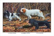 Two Newfoundlands-Louis Agassiz Fuertes-Art Print