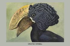 Crested Hornbill-Louis Agassiz Fuertes-Art Print