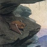 Free Tailed Bat-Louis Agassiz Fuertes-Giclee Print