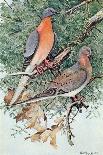 Pair of Passenger Pigeons, 1906-Louis Agassiz Fuertes-Giclee Print