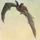 Pallid Bat-Louis Agassiz Fuertes-Giclee Print