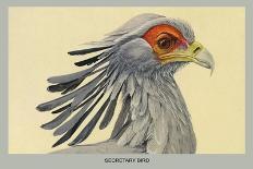 Crested Hornbill-Louis Agassiz Fuertes-Art Print