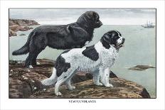 Two Newfoundlands-Louis Agassiz Fuertes-Art Print