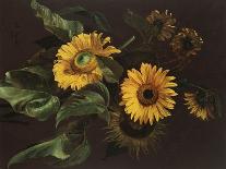 Sunflowers, 1839 (Oil on Canvas)-Louis-Apollinaire Sicard-Stretched Canvas