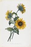 Study of Sunflowers, 1805-Louis Charles Ruotte-Giclee Print