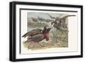 Black Frame