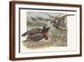 Brown Frame