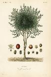 Japanese Star Anise, Aniseed Tree or Sacred Anise Tree, Illicium Anisatum, Illicium Religiosum, Bad-Louis Joseph Edouard Maubert-Giclee Print