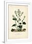 Gramercy White