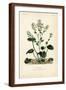 Brown Frame