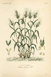 European White Water Lily, Nymphaea Alba, Nymphea Blanc-Louis Joseph Edouard Maubert-Stretched Canvas