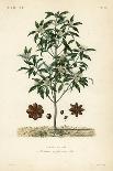 Japanese Star Anise, Aniseed Tree or Sacred Anise Tree, Illicium Anisatum, Illicium Religiosum, Bad-Louis Joseph Edouard Maubert-Giclee Print