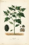 European White Water Lily, Nymphaea Alba, Nymphea Blanc-Louis Joseph Edouard Maubert-Giclee Print