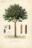 Japanese Star Anise, Aniseed Tree or Sacred Anise Tree, Illicium Anisatum, Illicium Religiosum, Bad-Louis Joseph Edouard Maubert-Giclee Print