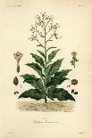 Japanese Star Anise, Aniseed Tree or Sacred Anise Tree, Illicium Anisatum, Illicium Religiosum, Bad-Louis Joseph Edouard Maubert-Giclee Print