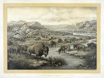 Buffalo at Rest-Louis Kurz-Stretched Canvas