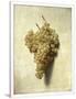 Gramercy White